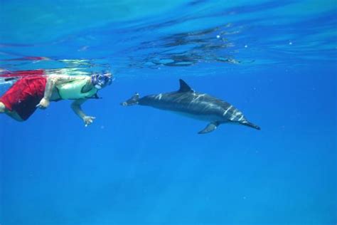 dolphins and you reviews|Review of Dolphins and You, Honolulu, HI